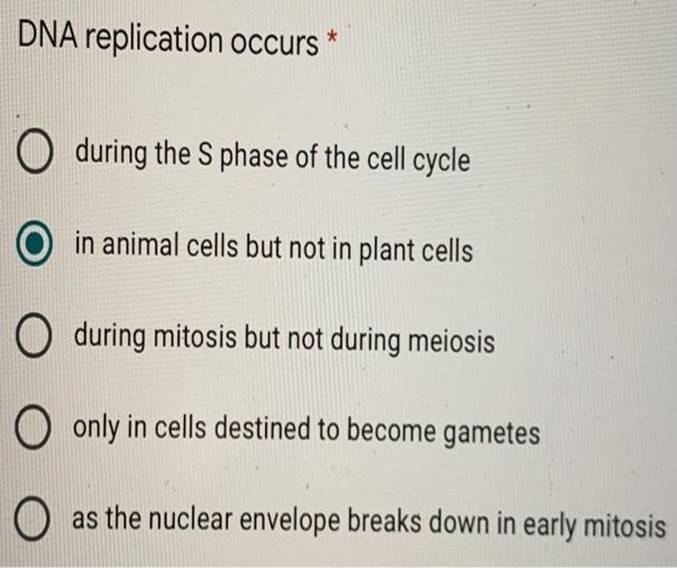 DNA replication occurs * O during the S phase of the cell