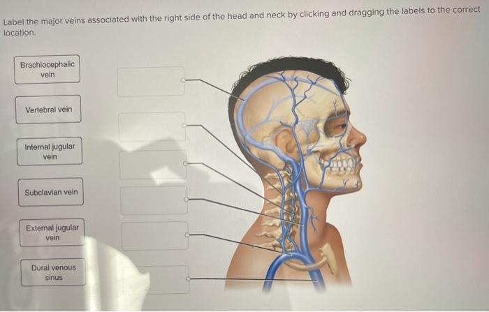 Label the major veins associated with the right side of the head and neck by clicking and dragging the labels to the correct