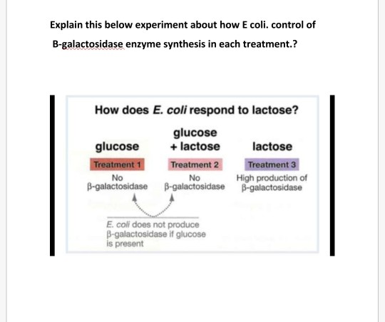 Explain this below experiment about how E coli. control of B-galactosidase enzyme