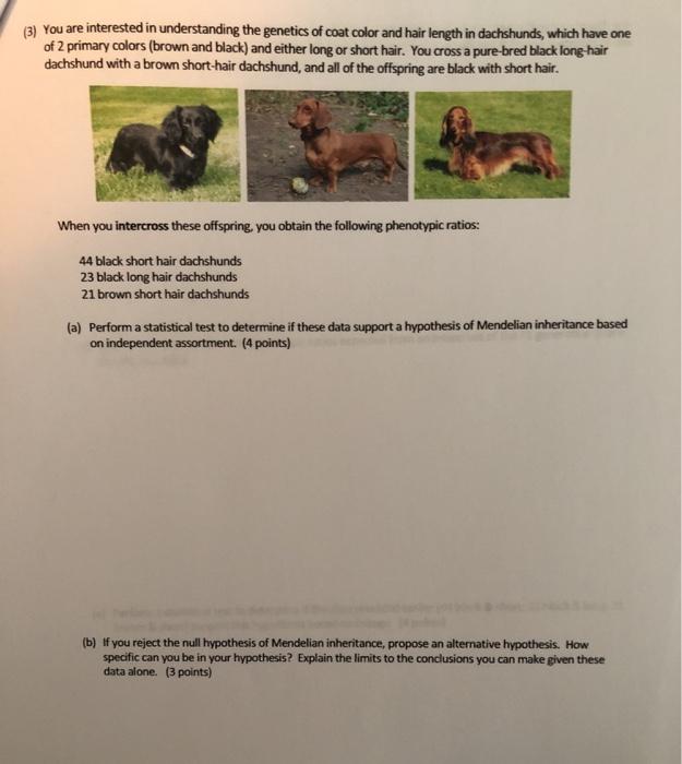 (8) You are interested in understanding the genetics of coat color and hair length in dachshunds, which have one of 2 primary colors (brown and black) and either long or short hair. You cross a pure-bred black long-hair dachshund with a brown short-hair dachshund, and all of the offspring are black with short hair. When you intercross these offspring, you obtain the following phenotypic ratios: 44 black short hair dachshunds 23 black long hair dachshunds 21 brown short hair dachshunds Perform a statistical test to determine if these data support a hypothesis of Mendelian inheritance based on independent assortment. (4 points) (a) (b) If you reject the null hypothesis of Mendelian inheritance, propose an alternative hypothesis. How specific can you be in your hypothesis? Explain the limits to the conclusions you can make given these data alone. (3 points)