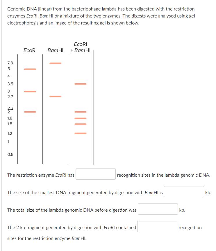 Genomic DNA (linear) from the bacteriophage lambda has been digested with the restriction enzymes EcoRI, BamHI or a mixture o