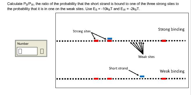 Calculate Ps/Pw, the ratio of the probability that the short strand is bound to one of the three strong sites to the probability that it is in one on the weak sites. Use Es--10ksT and Ew2kBT Strong binding Strong sites Number Weak sites Short strand Weak binding
