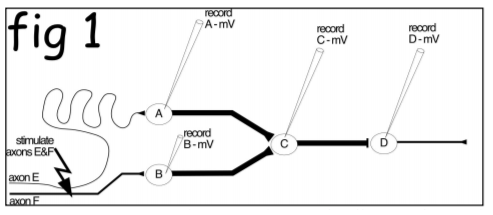 fig A-mV record record C-mV I9 record B-mV stmulate axons E&