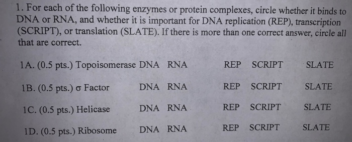 1. For each of the following enzymes or protein complexes, circle whether it binds to DNA or RNA, and whether it is important