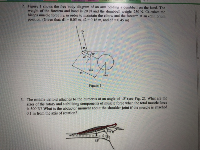 2. Figure 1 shows the free body diagram of an arm holding a dumbbell on the hand. The weight of the forearm and hand is 20 N