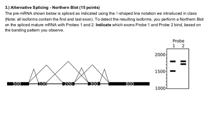 )Alternative Splicing Northern Blot (15 points) The pre-mRNA shown below is spliced as indicated using the A-shaped line notation we introduced in class (Note: all isoforms contain the first and last exon). To detect the resulting isoforms, you perform a Northerm Blot on the spliced mature mRNA with Probes 1 and 2. Indicate which exons Probe 1 and Probe 2 bind, based on the banding pattern you observe. Probe 2000 1500 1000