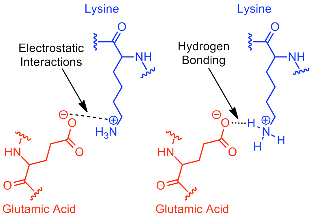 Lysine Lysine 03 - Electrostatic Interactions rostatic NH Hydrogen Bonding O HN .....H. HN 08 Glutamic Acid Glutamic Acid