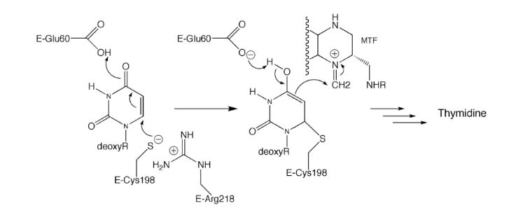 ZI E-Glu60- E-Glu60? uuuuuuuuu MTF OH CH2 NHR i = Thymidine Thymidine deoxyR NH deoxy s HANNH E-Cys198 E-Arg218 E-Cys198