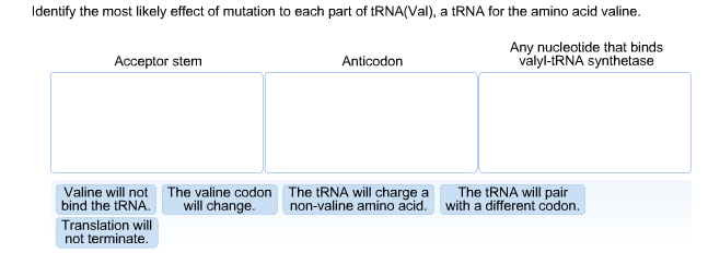 Identify the most likely effect of mutation to each part of tRNA(Val), a tRNA for the amino acid valine. Any nucleotide that binds valyl-tRNA synthetase Acceptor stem Anticodorn Valine will not bind the tRNA. Translation will not terminate The valine codon will change. The tRNA will charge a non-valine amino acid. The tRNA will pair with a different codon.