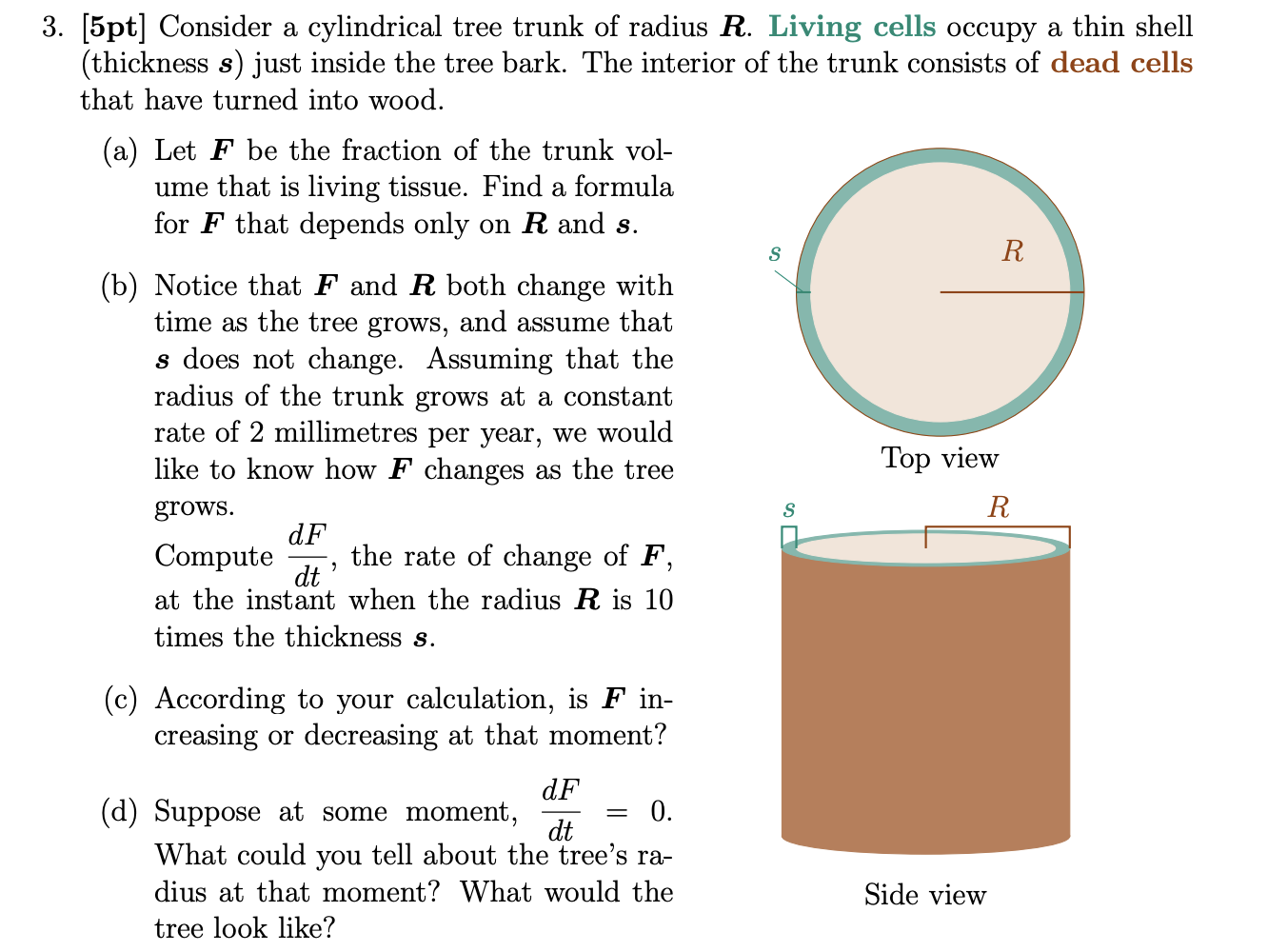 3. [5pt] Consider a cylindrical tree trunk of radius R. Living cells occupy a thin shell (thickness s) just inside the tree b