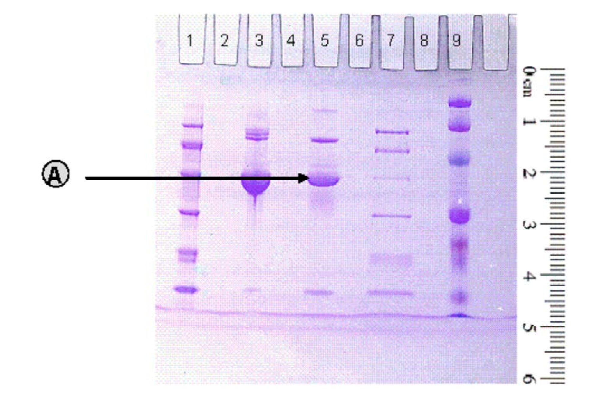 The following is an image of Coommassie Blue dye s