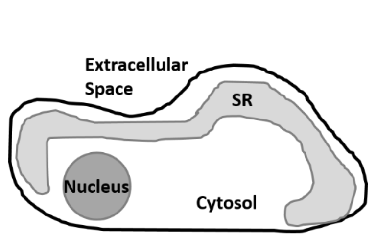 Extracellular Space SR Nucleus Cytosol