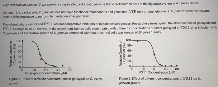 Cryptosporidium parvum (C. parvum) is a single-celled, eukaryotic parasite that infects human cells in the digestive system a