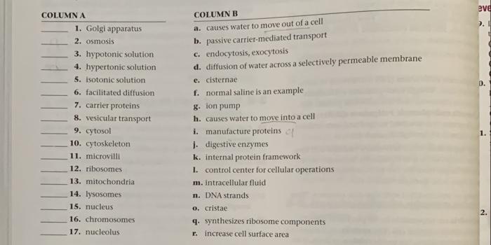 COLUMN A 1. Golgi apparatus 2. osmosis 3. hypotonic solution 4. hypertonic solution 5. isotonic solution 6.