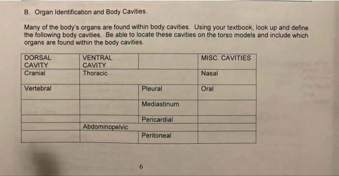 B. Organ Identification and Body Cavities. Many of the body's organs are found within body cavities. Using