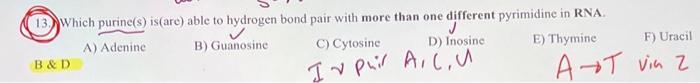 13. Which purine(s) is(are) able to hydrogen bond pair with more than one different pyrimidine in RNA. A) Adenine B) Guanosin