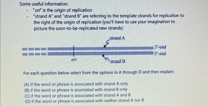 Some useful information: - or is the origin of replication - strand ( A )  and strand ( B )  are referring to the t
