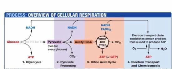 PROCESS: OVERVIEW OF CELLULAR RESPIRATION NADH NADH NADH FADH2 Glucose Electron transport chain establishes proton gradient t