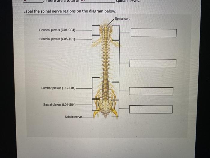 spinal nerves. Label the spinal nerve regions on the diagram below: Spinal cord Cervical plexus (C01-C04) Brachial plexus (CO