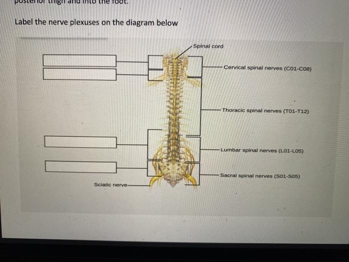 mg Label the nerve plexuses on the diagram below Spinal cord ECervical spinal nerves (C01-C08) Thoracic spinal nerves (T01-T