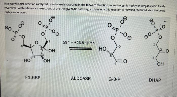 In glycolysis, the reaction catalyzed by aldolase is favoured in the forward direction, even though is highly