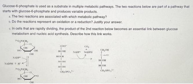 Glucose-6-phosphate is used as a substrate in multiple metabolic pathways. The two reactions below are part