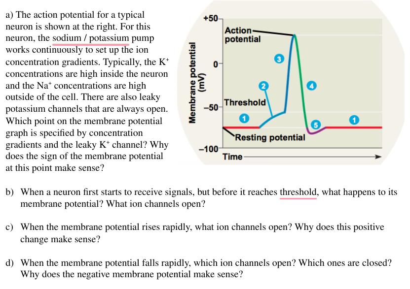 a) The action potential for a typical neuron is shown at the right. For this neuron, the sodium / potassium