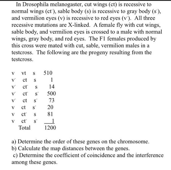 In Drosophila melanogaster, cut wings (ct) is recessive to normal wings (ct), sable body (s) is recessive to