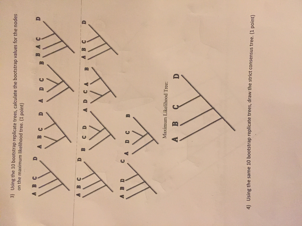  Using the 10 bootstrap replicate trees, calculate the bootstrap values for