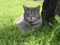 can be used with the hypothetical images image1, image2, and image3, which