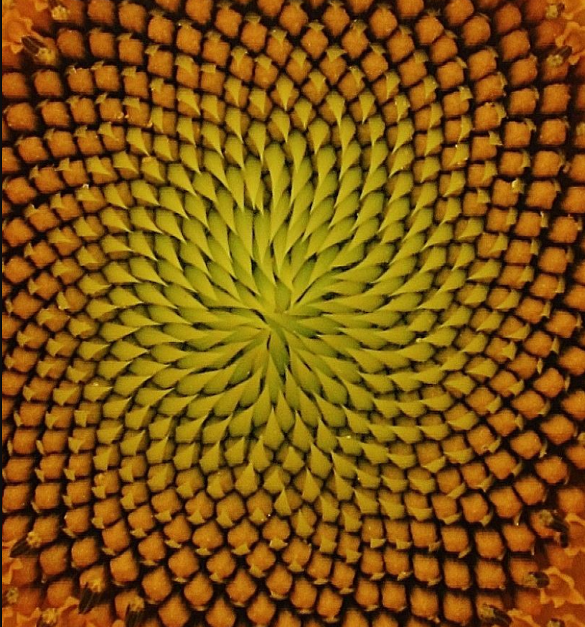 it and provide the step and concept (a) Sunflower Seed Patterns: One