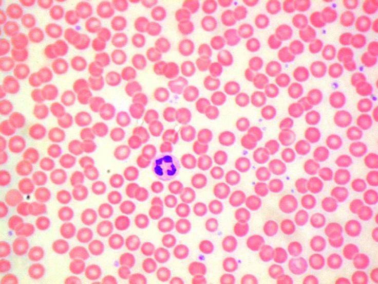 Question e-g: cod og nod po 50 Q1) a) Plot a histogram