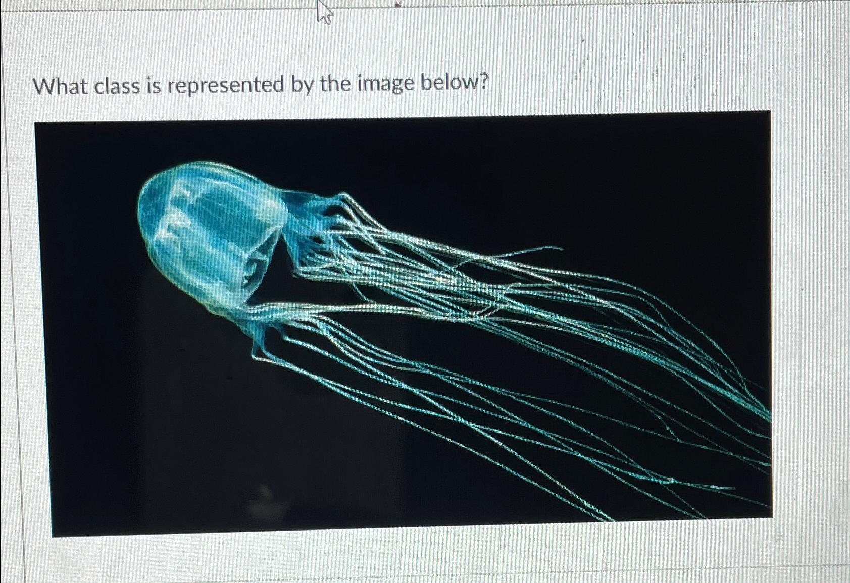  What class is represented by the image below? 