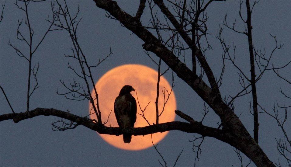 By using python and cImage Package Write a program that will place