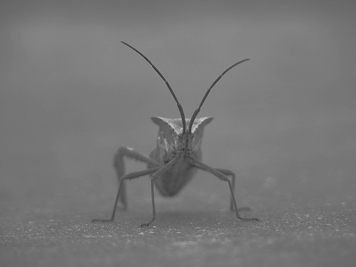 number of values. Create a loop to load the desired number of