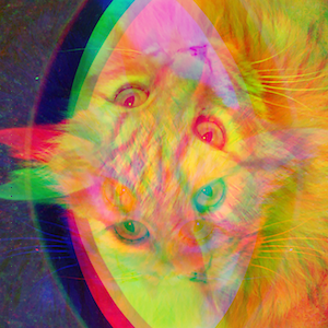 cat = Image.open('meowp.png') display(cat) 1) need help in PYTHON to Flip