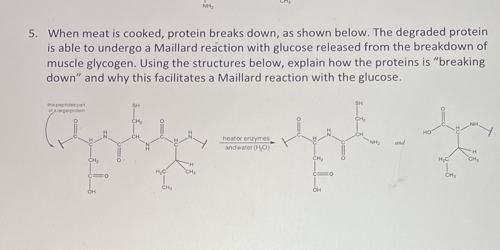  NH 2 5. When meat is cooked, protein breaks down, as