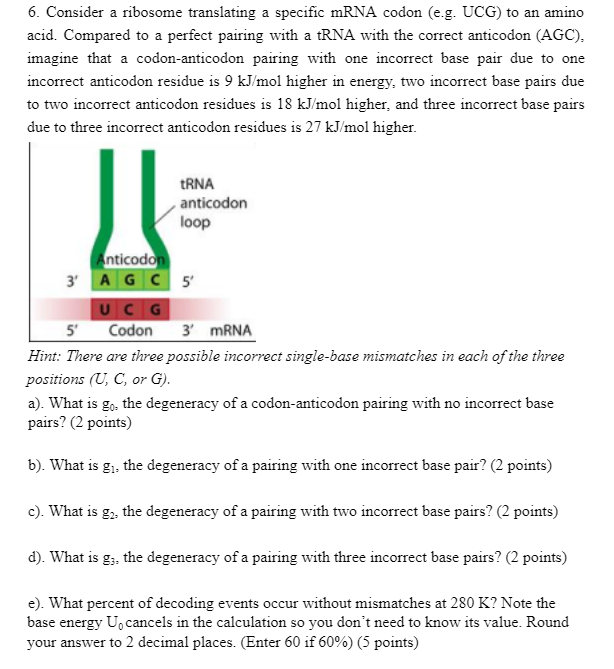  6. Consider a ribosome translating a specific mRNA codon (e.g. UCG)