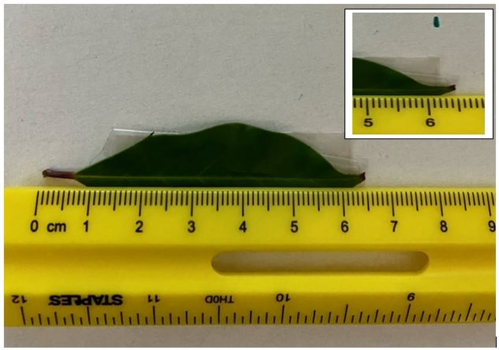 Activity 1 - Measuring length with a Meter StickA table length was