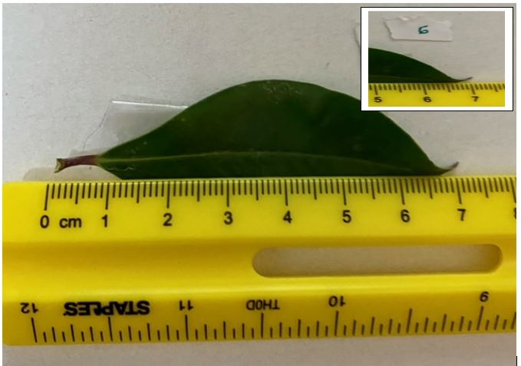 notice that the students were diligent and estimated between the lined of