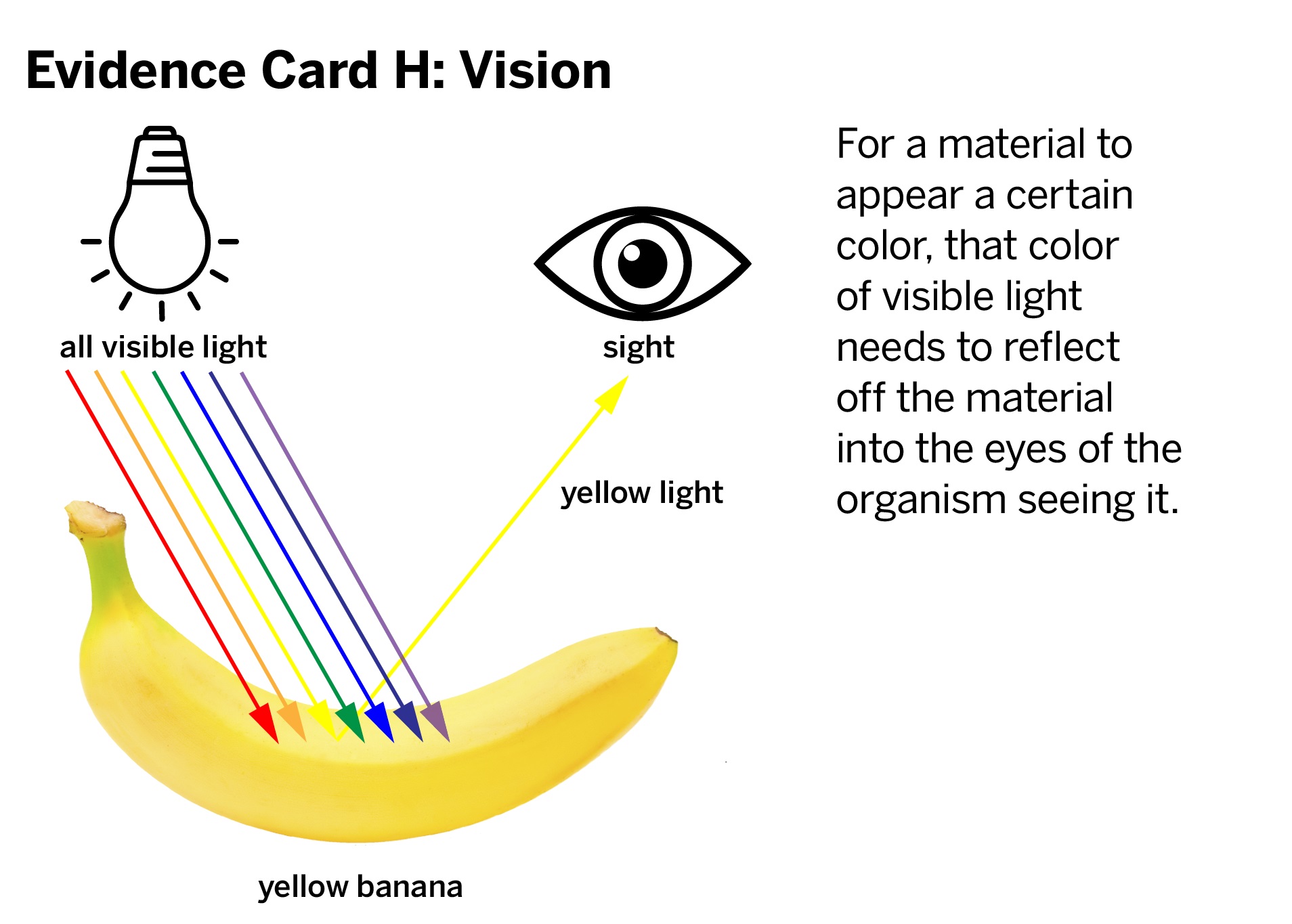 with this partQuestion: Can the crabs see the plankton they eat near
