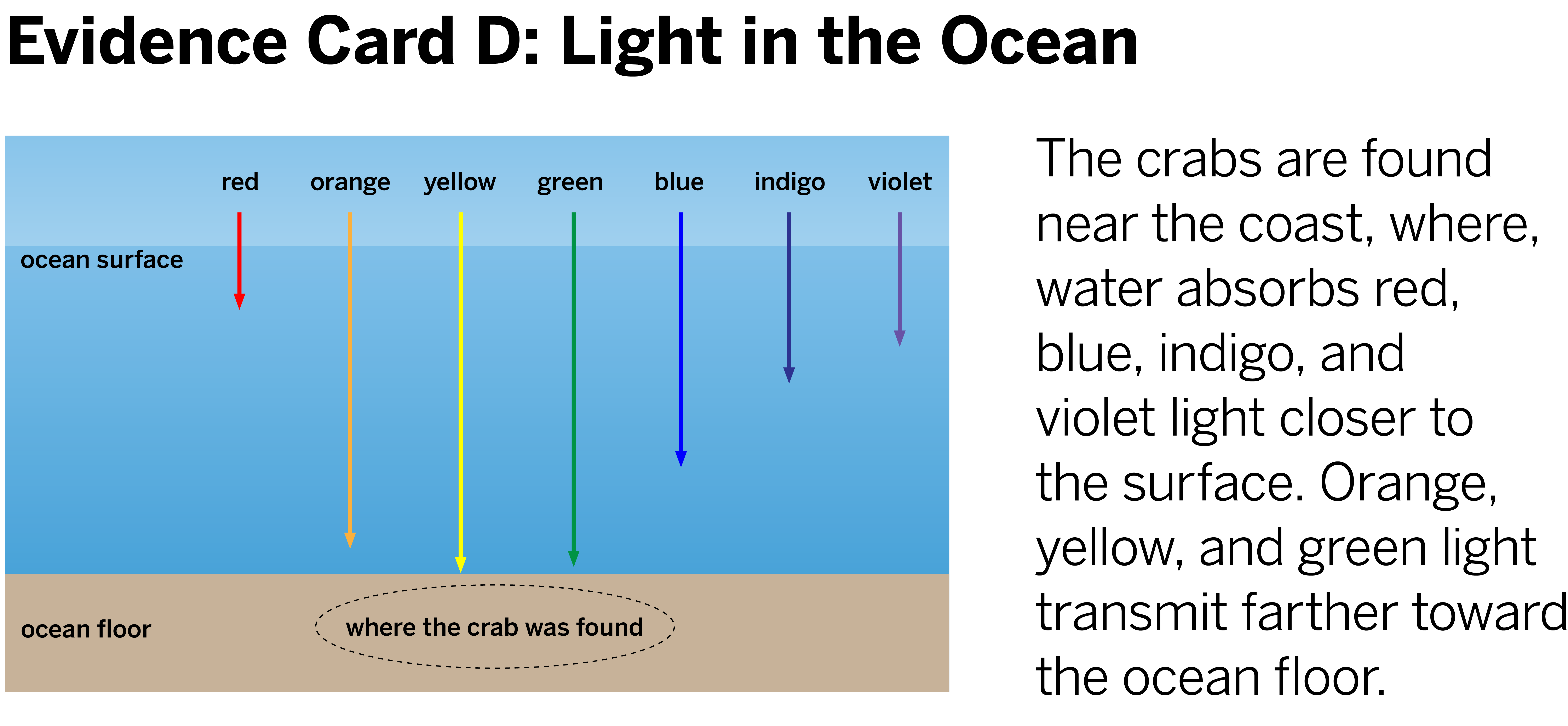 partQuestion: Can the crabs see the plankton they eat near the ocean