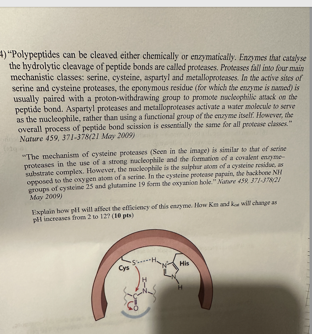  "Polypeptides can be cleaved either chemically or enzymatically. Enzymes that catalyse