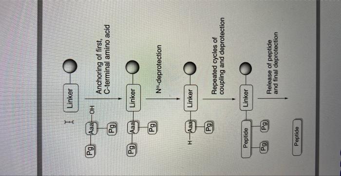 a piece of paper how the peptide should be synthesized. how to
