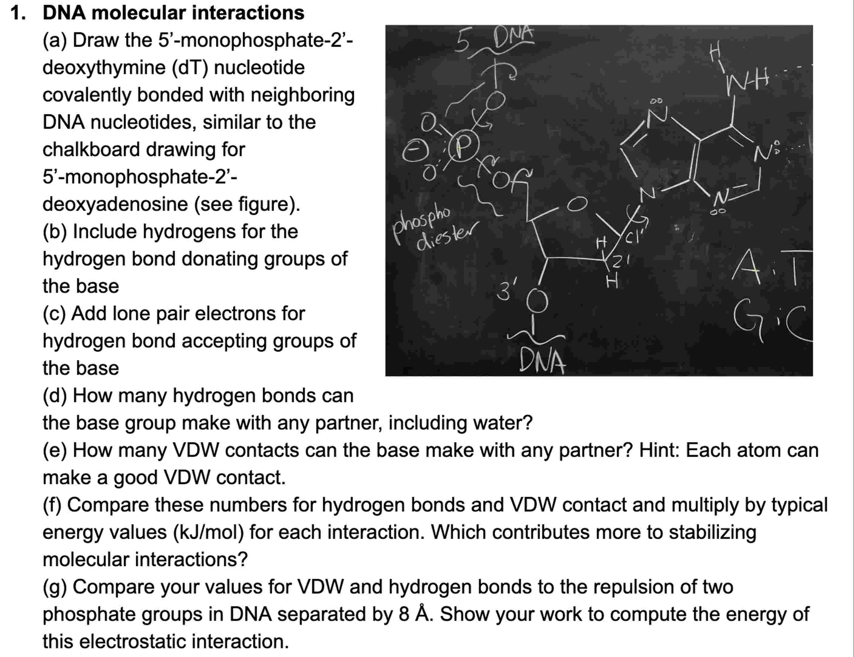  DNA molecular interactions (a) Draw the 5'-monophosphate-2'- deoxythymine (dT) nucleotide covalently