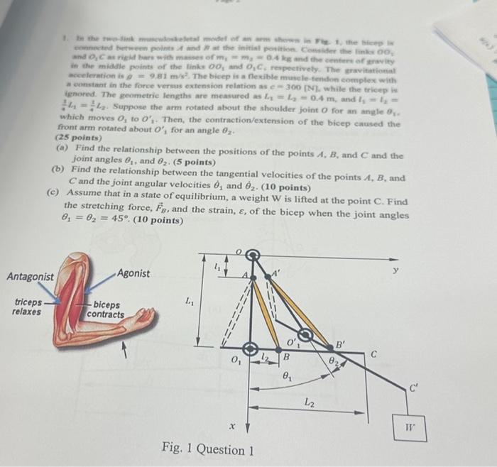 please help asap please within 10mins acceleration is g=9.81m/s2. The bicep is