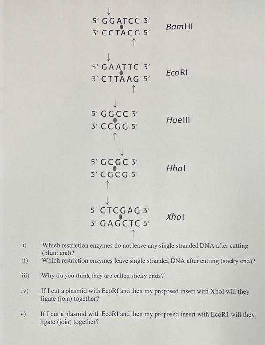 I need help eith this restriction enzymes homework please 5 G GATCC