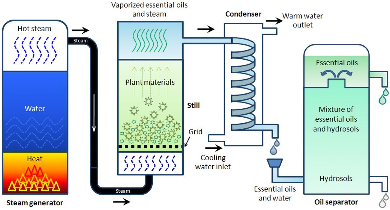 Perform step-by-step the design calculations for the batch-type essential oil extractor. Note: