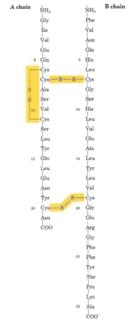 analyze the B chain, Dr. Sanger carried out the following steps: 1.