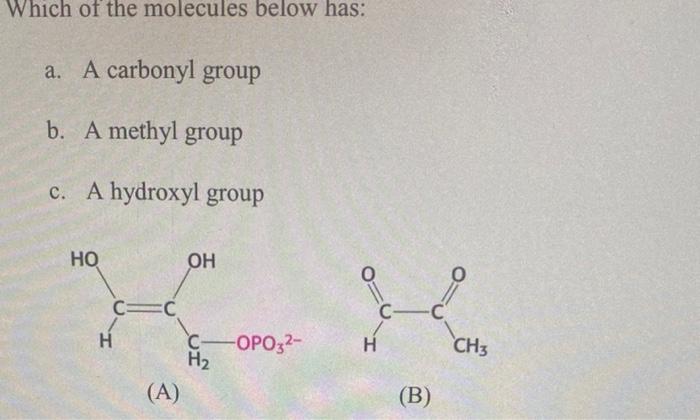 " through the amine group(s) in the molecule below. Which of the